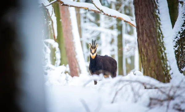 Montanha Camurça Rara Floresta Nevada Das Montanhas Luzickych Melhor Foto — Fotografia de Stock