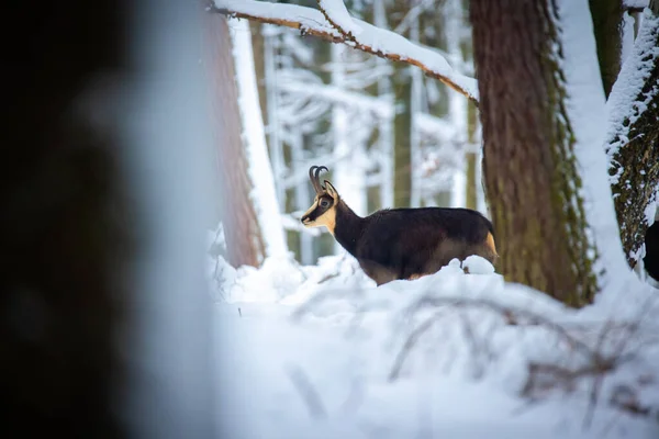 Luzickych山の雪の森の中の山の珍しいシャモア 最高の写真 — ストック写真