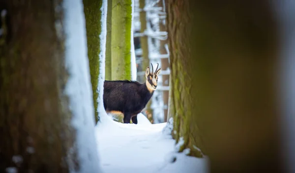 Luzickych山の雪の森の中で山は非常にまれなシャモアは 最高の写真 — ストック写真