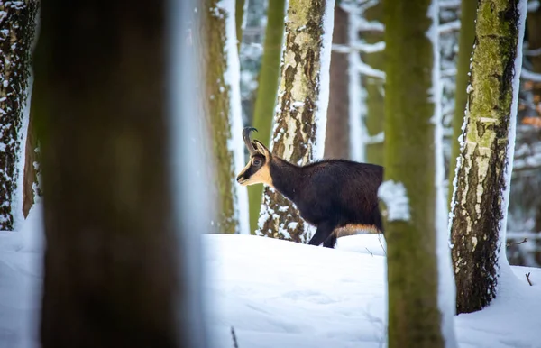 Luzickych山の雪の森の中の山の珍しいシャモア 最高の写真 — ストック写真