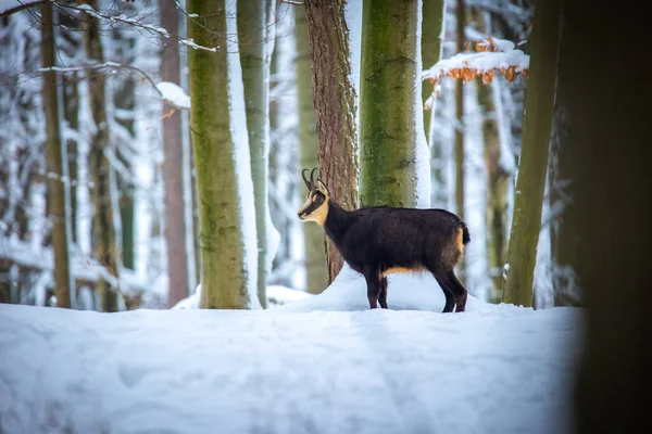 Montanha Camurça Rara Floresta Nevada Das Montanhas Luzickych Melhor Foto — Fotografia de Stock