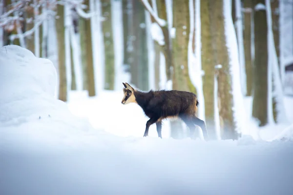 Luzickych山の雪の森の中で山は非常にまれなシャモアは 最高の写真 — ストック写真