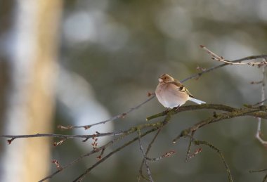 Hawfinch Coccothraustes Cocothraustes kışın dalda oturuyor, en iyi fotoğraf..