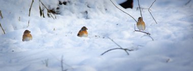 Ağaç kabuğu ve keten kumaşı kışın en iyi fotoğrafını arıyor.