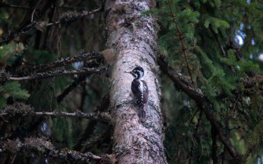 Üç parmaklı ağaçkakan Picoides tridactylus bir ağaçta yiyecek arıyor, en iyi fotoğraf..