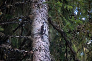 Üç parmaklı ağaçkakan Picoides tridactylus bir ağaçta yiyecek arıyor, en iyi fotoğraf..