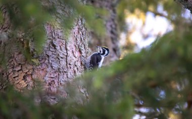Üç parmaklı ağaçkakan Picoides tridactylus bir ağaçta yiyecek arıyor, en iyi fotoğraf..