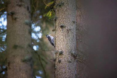 Üç parmaklı ağaçkakan Picoides tridactylus bir ağaçta yiyecek arıyor, en iyi fotoğraf..