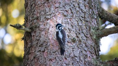 Üç parmaklı ağaçkakan Picoides tridactylus bir ağaçta yiyecek arıyor, en iyi fotoğraf..