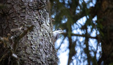 Üç parmaklı ağaçkakan Picoides tridactylus bir ağaçta yiyecek arıyor, en iyi fotoğraf..