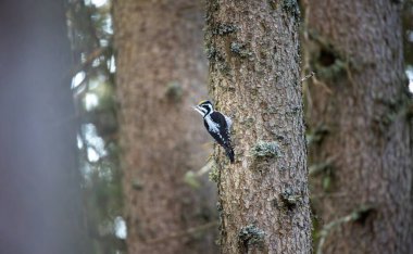Üç parmaklı ağaçkakan Picoides tridactylus bir ağaçta yiyecek arıyor, en iyi fotoğraf..