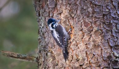 Üç parmaklı ağaçkakan Picoides tridactylus bir ağaçta yiyecek arıyor, en iyi fotoğraf..