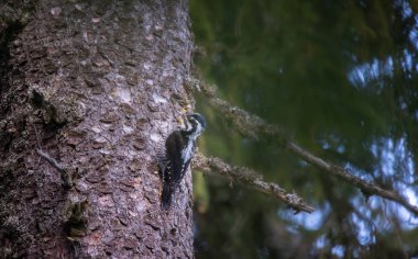 Üç parmaklı ağaçkakan Picoides tridactylus bir ağaçta yiyecek arıyor, en iyi fotoğraf..