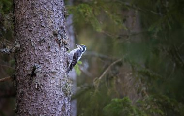 Üç parmaklı ağaçkakan Picoides tridactylus bir ağaçta yiyecek arıyor, en iyi fotoğraf..