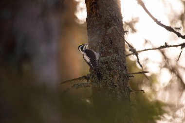 Üç parmaklı ağaçkakan Picoides tridactylus bir ağaçta yiyecek arıyor, en iyi fotoğraf..