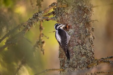 Üç parmaklı ağaçkakan Picoides tridactylus bir ağaçta yiyecek arıyor, en iyi fotoğraf..