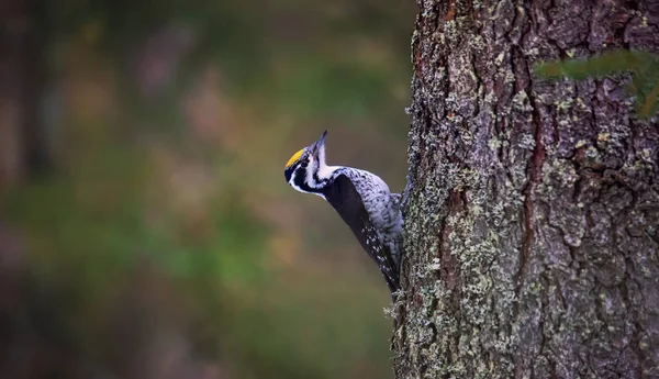 Üç parmaklı ağaçkakan Picoides tridactylus bir ağaçta yiyecek arıyor, en iyi fotoğraf..
