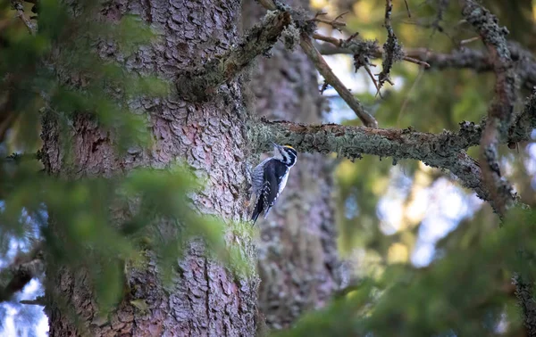 Üç parmaklı ağaçkakan Picoides tridactylus bir ağaçta yiyecek arıyor, en iyi fotoğraf..
