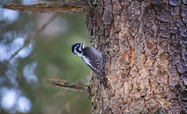 Üç parmaklı ağaçkakan Picoides tridactylus bir ağaçta yiyecek arıyor, en iyi fotoğraf..