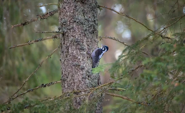 Üç parmaklı ağaçkakan Picoides tridactylus bir ağaçta yiyecek arıyor, en iyi fotoğraf..
