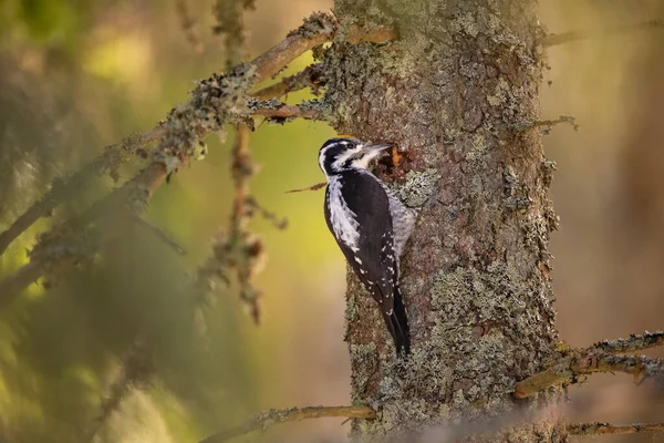 Üç parmaklı ağaçkakan Picoides tridactylus bir ağaçta yiyecek arıyor, en iyi fotoğraf..