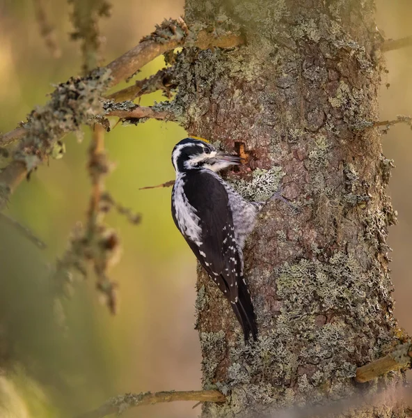 Üç parmaklı ağaçkakan Picoides tridactylus bir ağaçta yiyecek arıyor, en iyi fotoğraf..