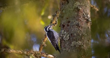 Üç parmaklı ağaçkakan Picoides tridactylus bir ağaçta yiyecek arıyor, en iyi fotoğraf..