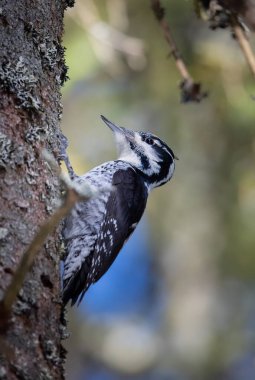 Üç parmaklı ağaçkakan Picoides tridactylus bir ağaçta yiyecek arıyor, en iyi fotoğraf..