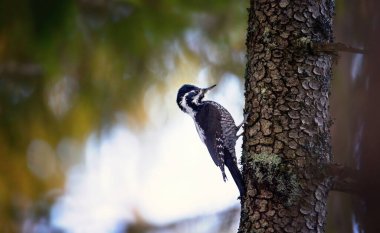 Üç parmaklı ağaçkakan Picoides tridactylus bir ağaçta yiyecek arıyor, en iyi fotoğraf..