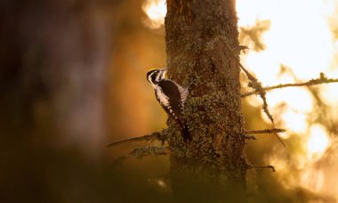 Üç parmaklı ağaçkakan Picoides tridactylus gün batımında ve gün doğumunda yiyecek arıyor. En iyi fotoğraf..
