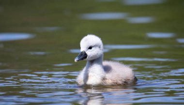 Genç kuğular yiyecek ararken annelerini izliyorlar. En iyi fotoğraf..