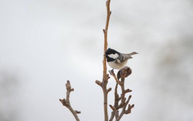 Periparus ater kışın bir dalda oturuyor ve karda, en iyi fotoğraf..
