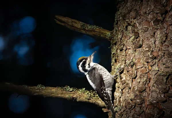 Three Toed Woodpecker Picoides Tridactylus Tree Looking Food Sunset Sunrise — Stock Photo, Image