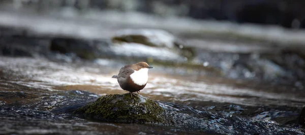 在冬天 白喉跳蚤Cinclus Cinclus坐在石头上寻找食物 这是最好的照片 — 图库照片