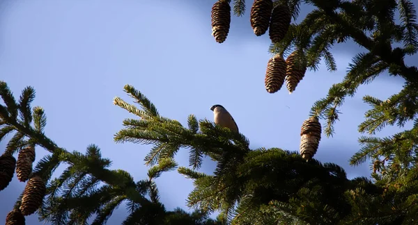 Pyrrhula Pyrrhula Eurasian Bullfinch Sentado Ramo Abeto Floresta Melhor Foto — Fotografia de Stock