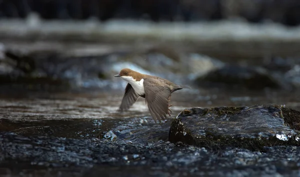 Mergulhador Garganta Branca Cinclus Cinclus Sentado Uma Pedra Procura Comida — Fotografia de Stock