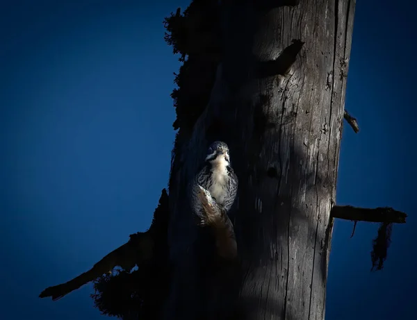 Three Toed Woodpecker Picoides Tridactylus Tree Looking Food Sunset Sunrise — Stock Photo, Image