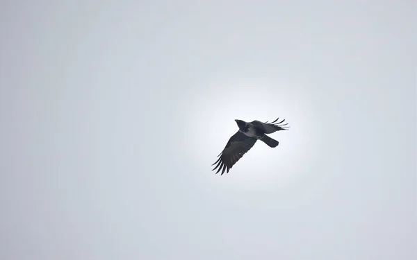 Corvus Cornix Voa Através Céu Azul Melhor Foto — Fotografia de Stock