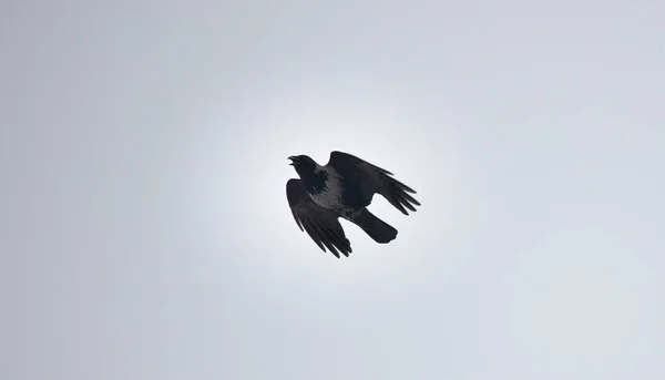 Corvus Cornix Przelatuje Przez Błękitne Niebo Najlepsze Zdjęcie — Zdjęcie stockowe