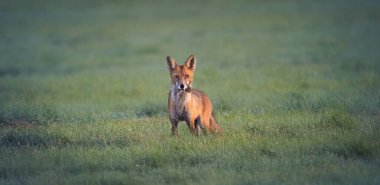 Kızıl Tilki Vulpes çayırda bir fare yakaladı ve yakaladığı en iyi fotoğrafla etrafa baktı.