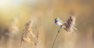 Beyaz benekli Luscinia svecica siyanekülü saz sapında, en iyi fotoğraf..