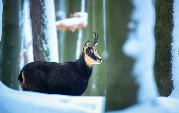 Montanha Camurça Rara Floresta Nevada Das Montanhas Luzickych Melhor Foto — Fotografia de Stock