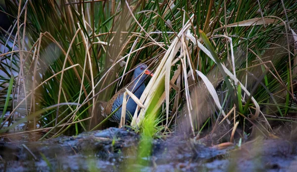 Water Rail Rallus Aquaticus Ψάχνει Για Φαγητό Στα Καλάμια Και — Φωτογραφία Αρχείου