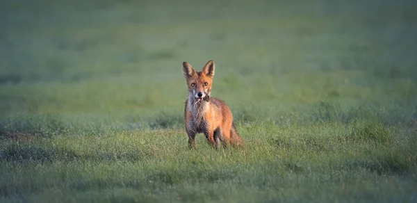 Vulpes Raposa Vermelha Ele Pegou Mouse Prado Olhou Redor Com — Fotografia de Stock