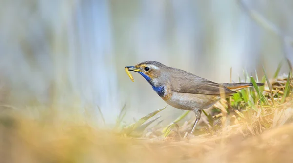 Λευκό Στίγματα Bluethroat Luscinia Svecica Cyanecula Ένα Καλάμι Μίσχο Καλύτερη — Φωτογραφία Αρχείου