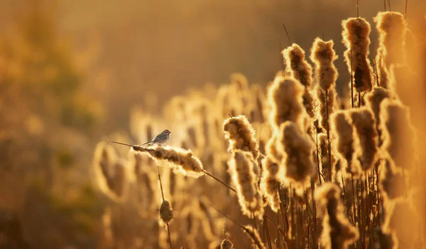 Una Caña Común Bunting Emberiza Schoeniclus Sentado Una Caña Niebla — Foto de Stock