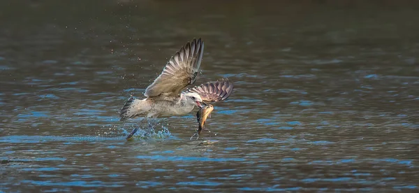 Faune Fond Larus Cachinnans Chasse Mouette Sur Étang Meilleure Photo — Photo