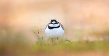 Charadrius dubius, doğal ortamdaki en iyi fotoğraf..