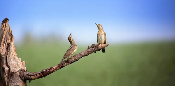 Wryneck Jynx Torquilla Est Assis Sur Une Branche Attire Une — Photo