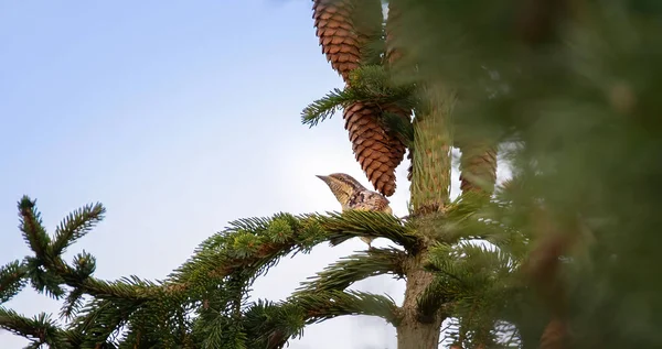 Wryneck Jynx Torquilla 나뭇가지에 암컷을 — 스톡 사진